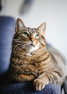 Cat Portrait