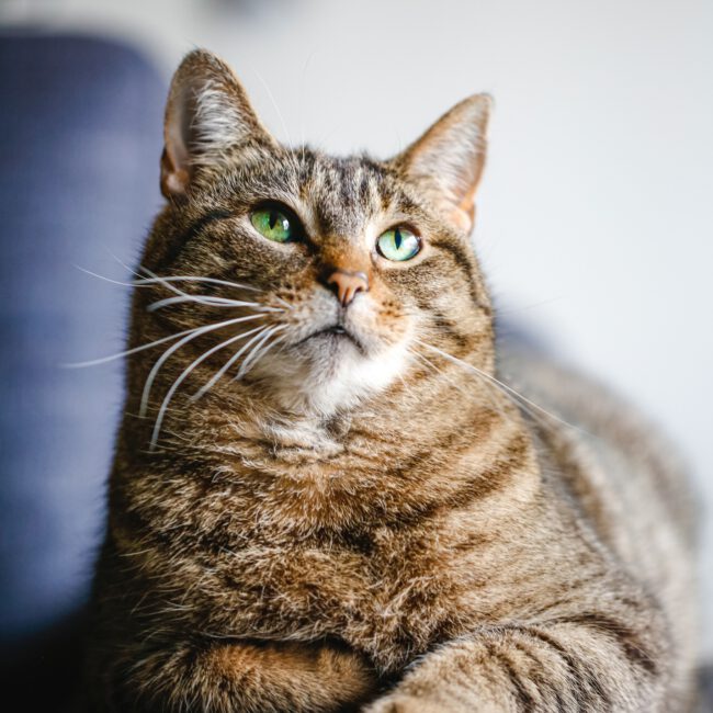 Cat Portrait