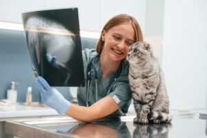 X-ray scan, looking. Scottish fold cat in the veterinarian clinic with female doctor