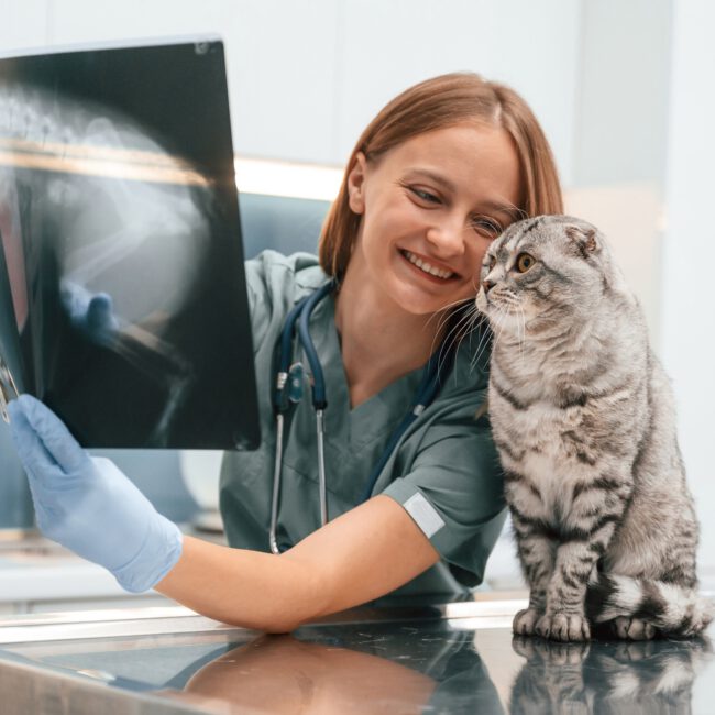 X-ray scan, looking. Scottish fold cat in the veterinarian clinic with female doctor
